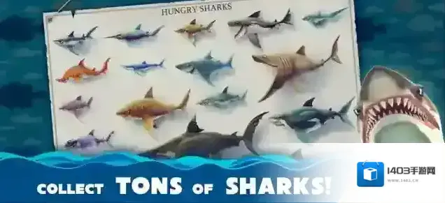 饥饿鲨世界国际服鲨鱼