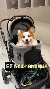 得物宠物鉴别操作步骤分享