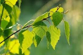 我的世界白桦树叶功能说明