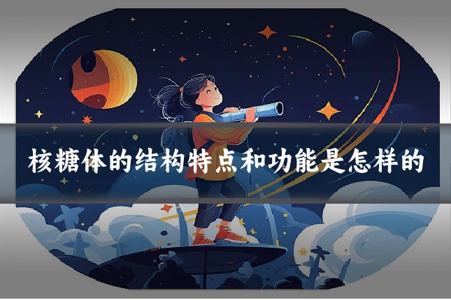 核糖体的结构特点和功能是怎样的