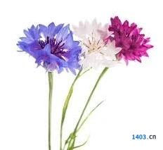 我的花园紫矢车菊养护全攻略